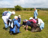 The Nature Group looking closely at wild flowers at Martin Down